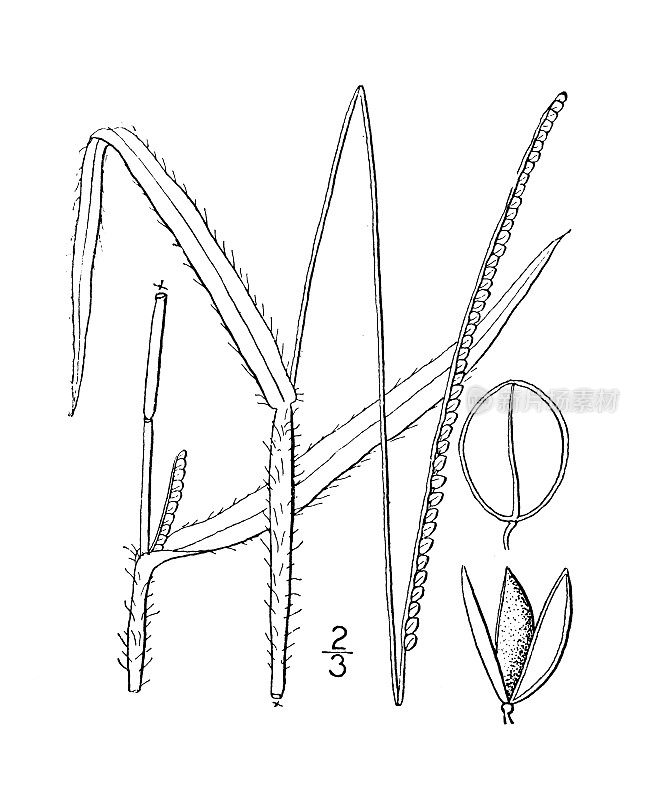 古植物学植物插图:喜Paspalum setaceum，细长的喜Paspalum